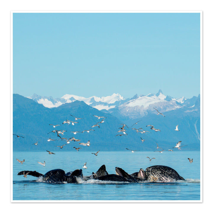 Humpback whales bubblenet feeding VII - Hahnemühle Photo Rag Print