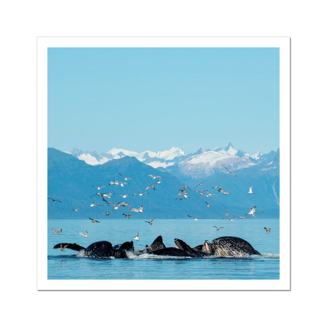Humpback whales bubblenet feeding VII - Rolled Canvas