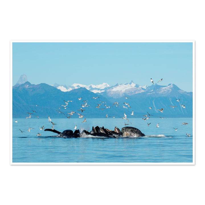 Humpback whales bubblenet feeding VIII - Photo Art Print