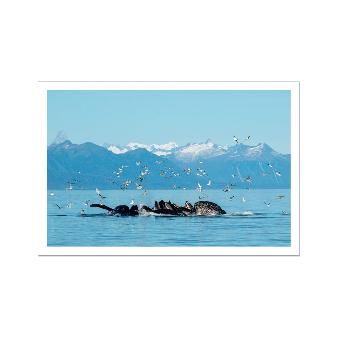 Humpback whales bubblenet feeding VIII - Rolled Canvas