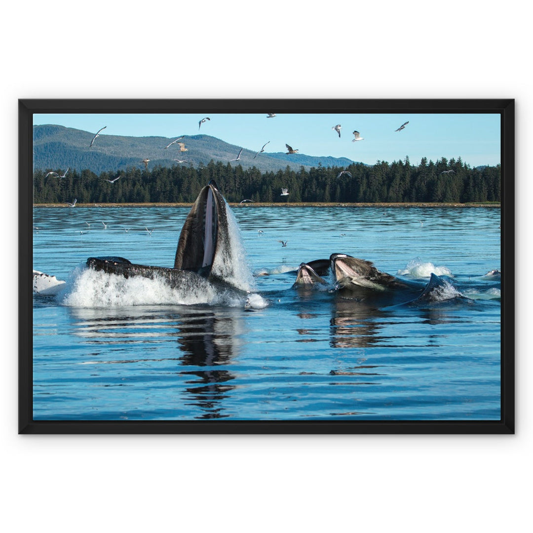 Humpback whales bubblenet feeding X - Framed Canvas