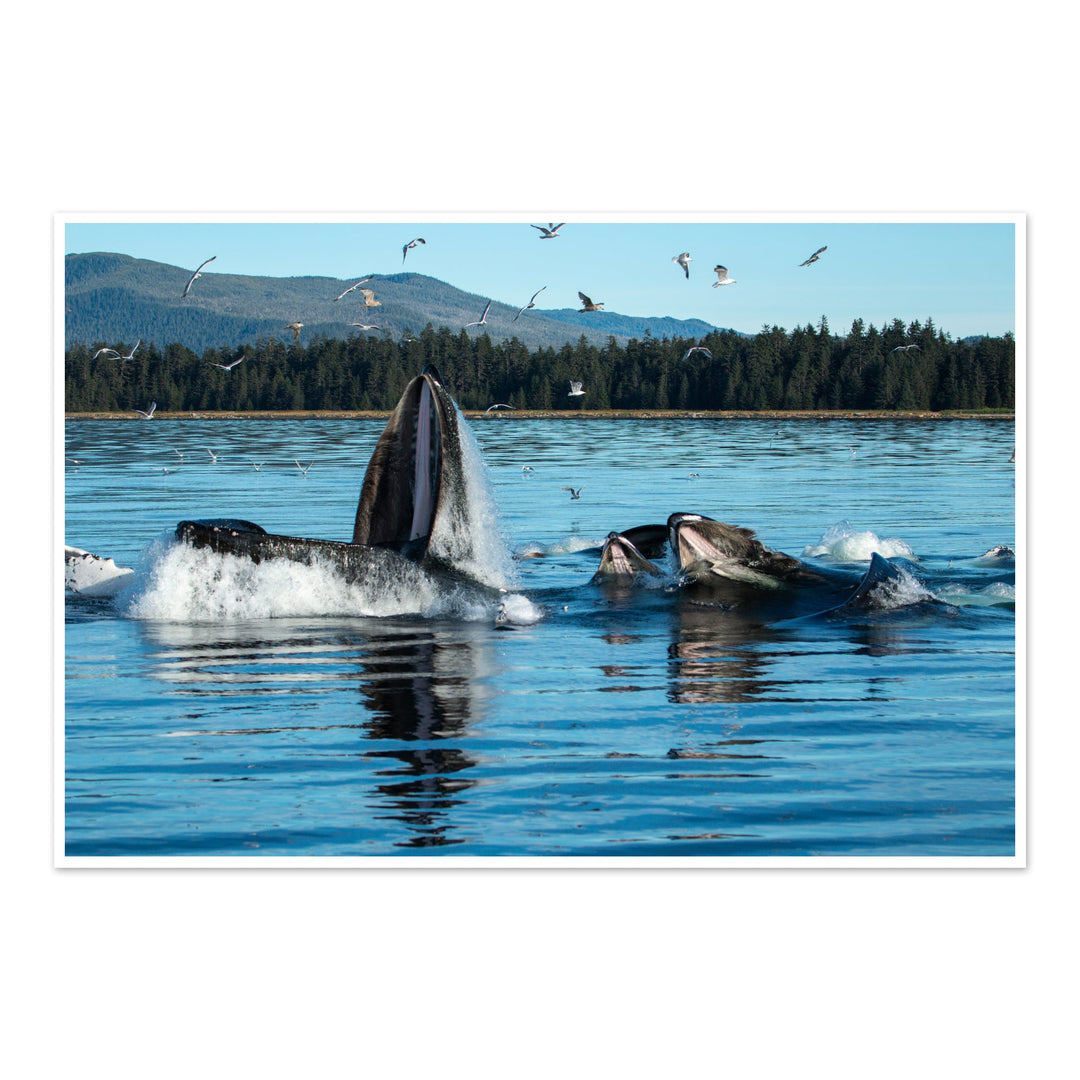 Humpback whales bubblenet feeding X - Hahnemühle Photo Rag Print