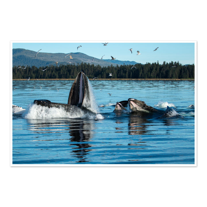 Humpback whales bubblenet feeding X - Hahnemühle Photo Rag Print