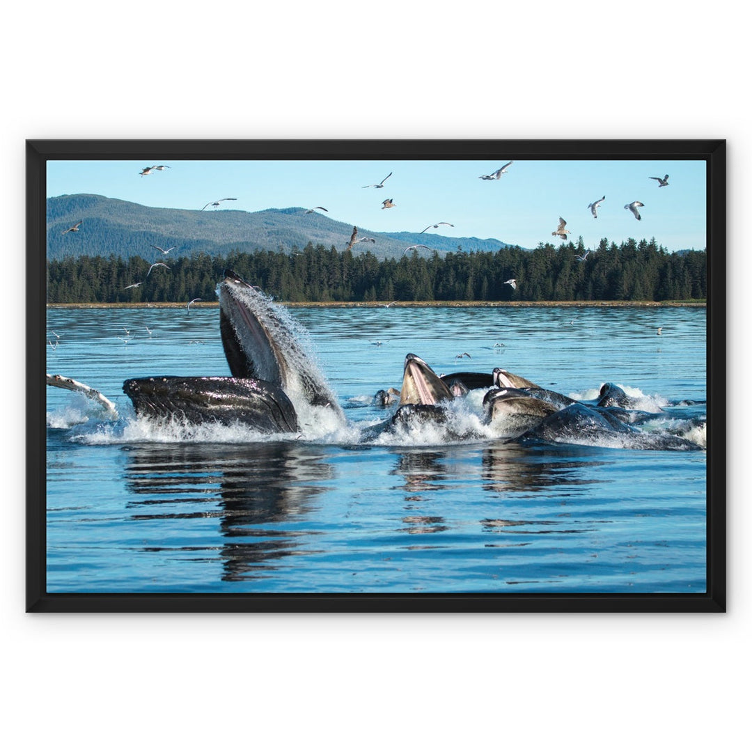 Humpback whales bubblenet feeding XI - Framed Canvas