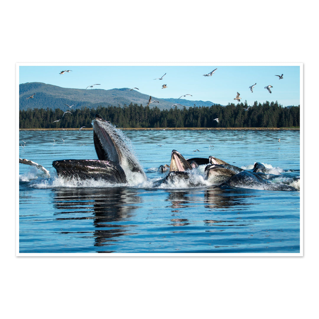 Humpback whales bubblenet feeding XI - Photo Art Print