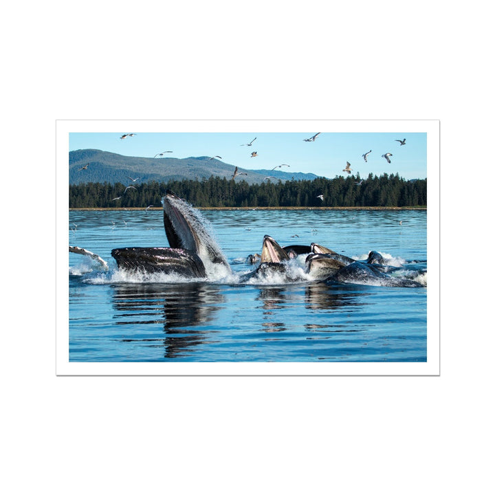 Humpback whales bubblenet feeding XI - Rolled Canvas
