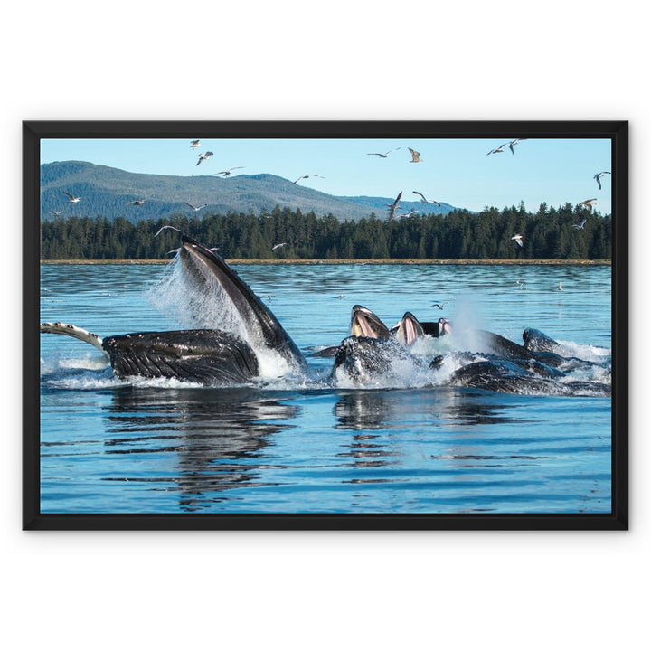 Humpback whales bubblenet feeding XII - Framed Canvas