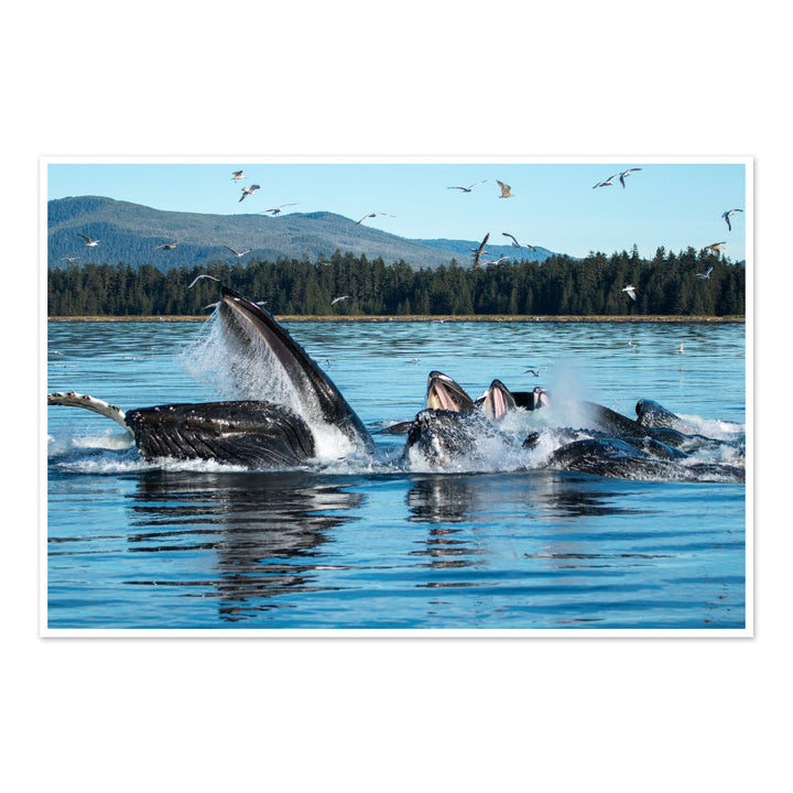 Humpback whales bubblenet feeding XII - Hahnemühle Photo Rag Print