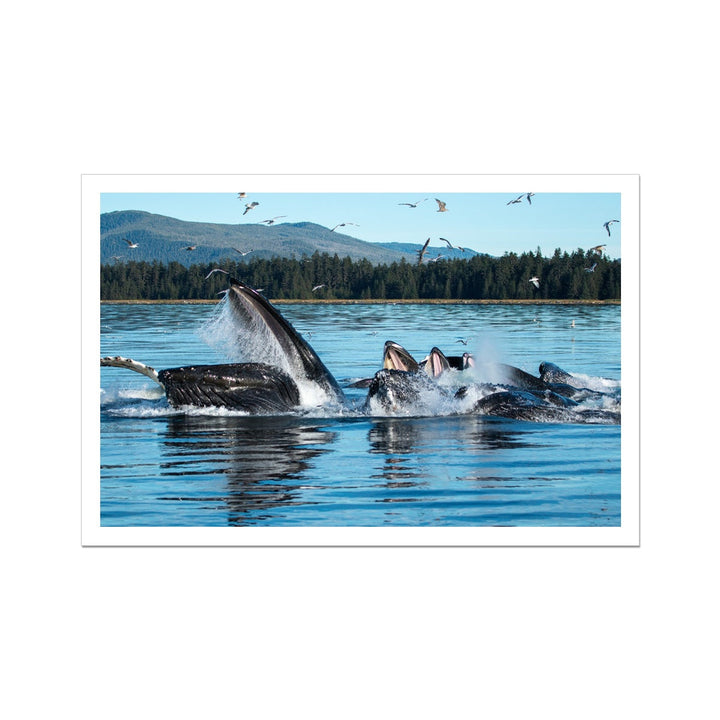 Humpback whales bubblenet feeding XII - Rolled Canvas