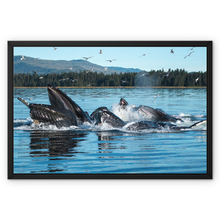 Humpback whales bubblenet feeding XIII - Framed Canvas