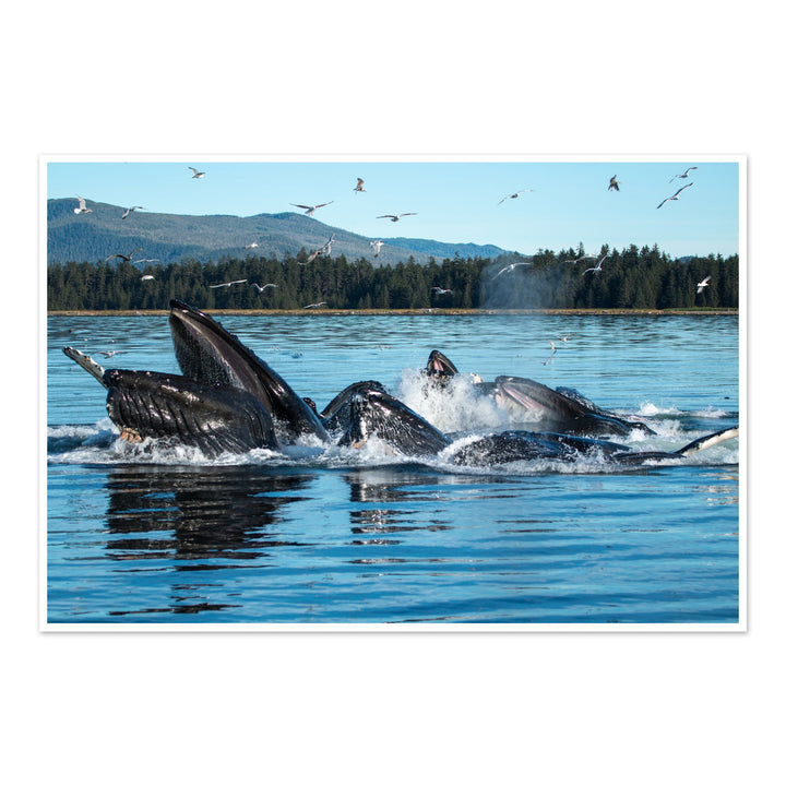 Humpback whales bubblenet feeding XIII - Hahnemühle Photo Rag Print