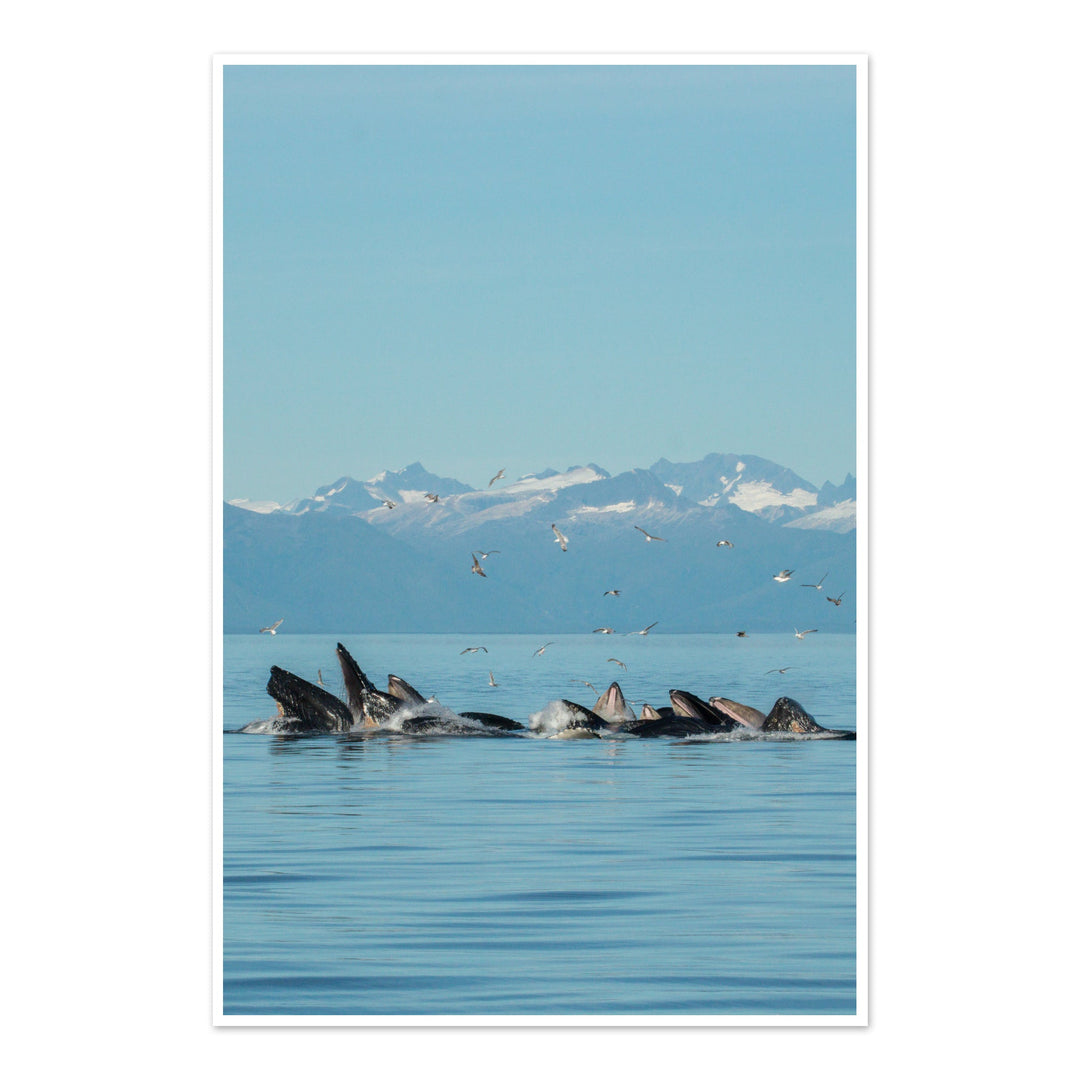 Humpback whales bubblenet feeding XIV - Photo Art Print