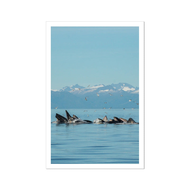 Humpback whales bubblenet feeding XIV - Rolled Canvas