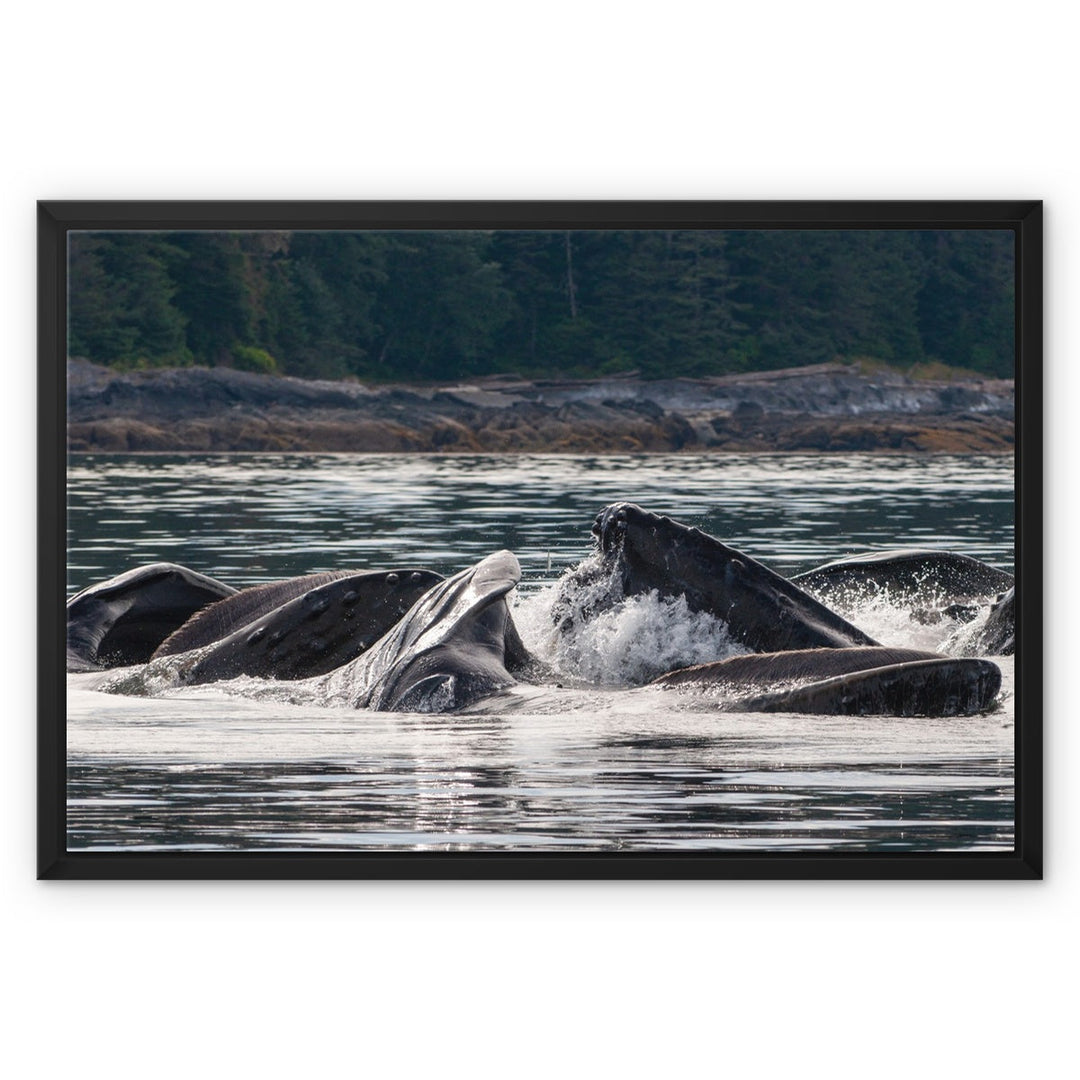 Humpback whales bubblenet feeding XV - Framed Canvas