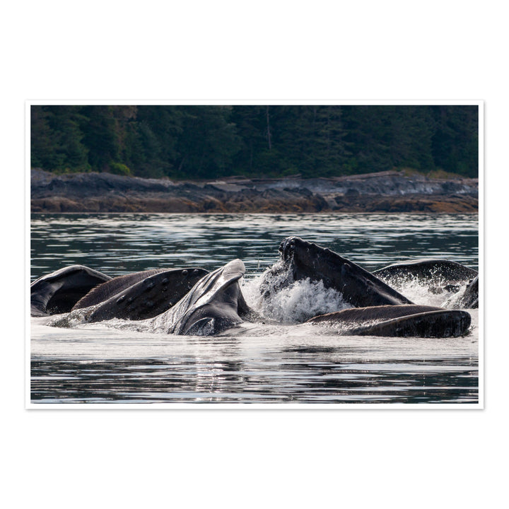 Humpback whales bubblenet feeding XV - Hahnemühle Photo Rag Print