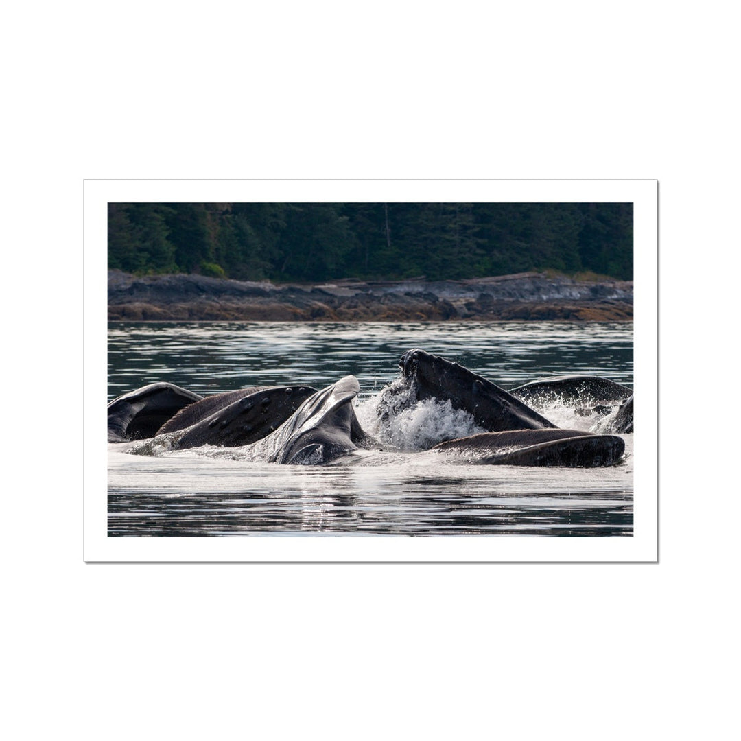 Humpback whales bubblenet feeding XV - Rolled Canvas