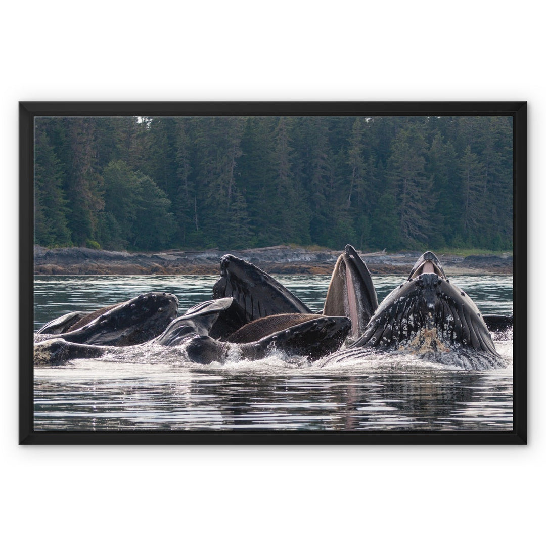 Humpback whales bubblenet feeding XVI - Framed Canvas