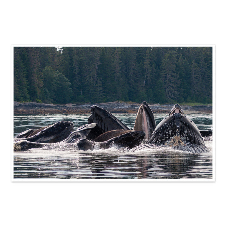 Humpback whales bubblenet feeding XVI - Photo Art Print