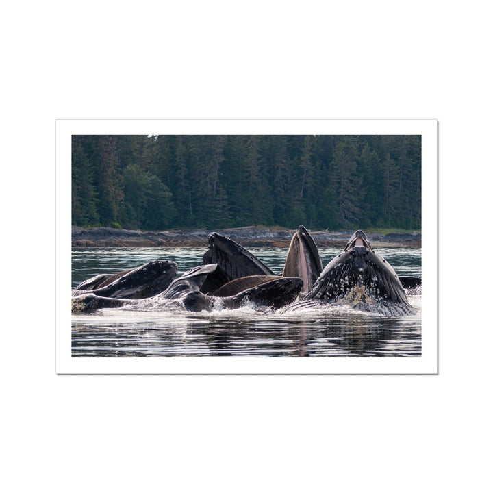 Red de burbujas para ballenas jorobadas alimentándose XVI - Lona Enrollada