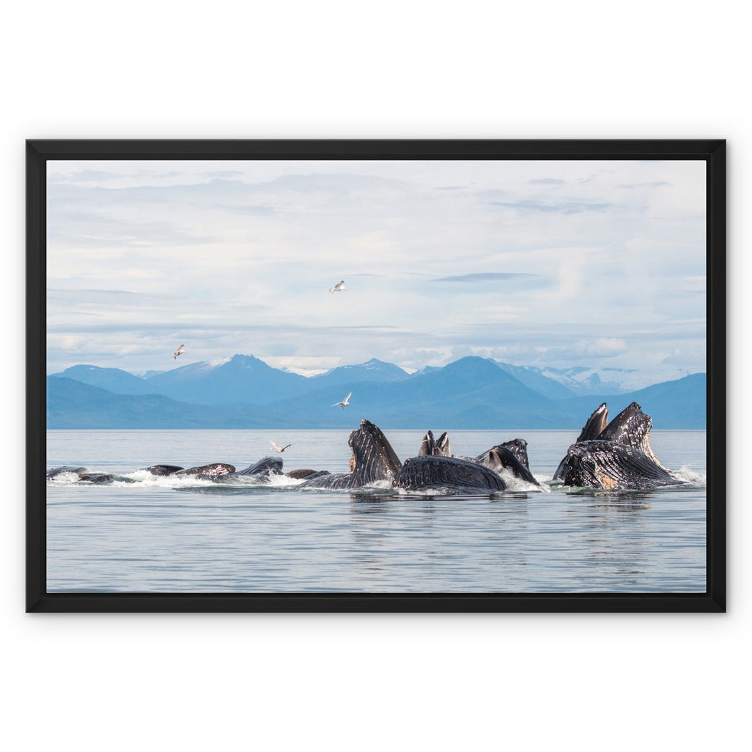 Humpback whales bubblenet feeding XVII - Framed Canvas