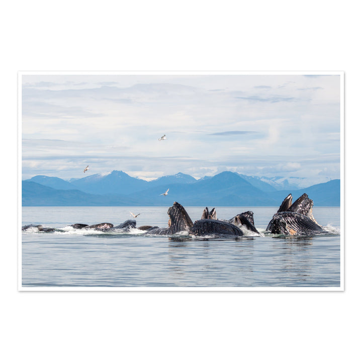Кормление горбатых китов сетью-пузырьком XVII - Hahnemühle Photo Rag Print