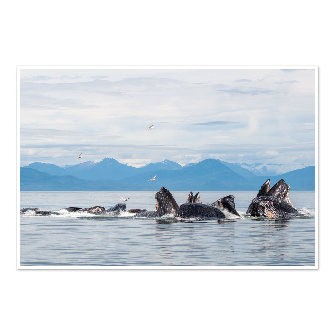 Humpback whales bubblenet feeding XVII - Photo Art Print