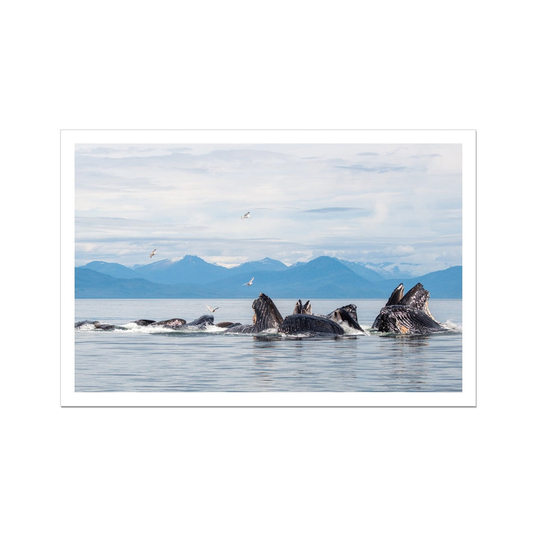 Red de burbujas para ballenas jorobadas alimentándose XVII - Lona enrollada