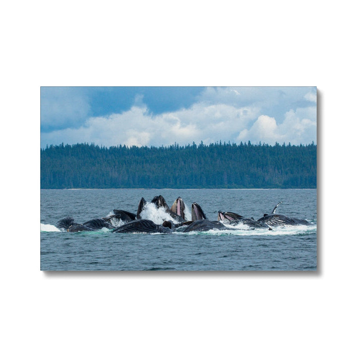 Humpback whales bubblenet feeding XVIII - Canvas