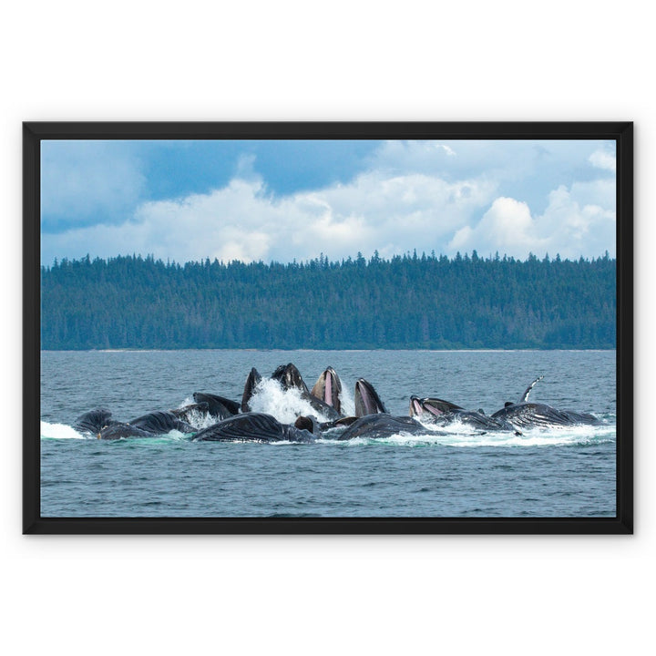 Humpback whales bubblenet feeding XVIII - Framed Canvas