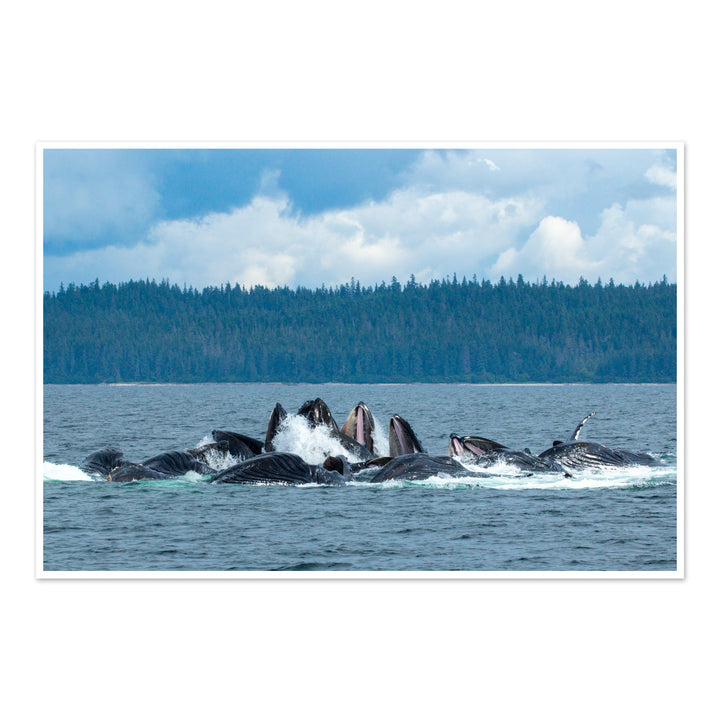 Humpback whales bubblenet feeding XVIII - Photo Art Print
