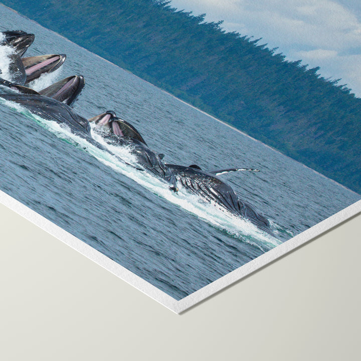 Buckelwale fressen Blasennetze XVIII – Hahnemühle Photo Rag Print