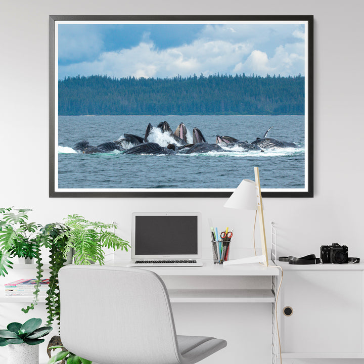 Humpback whales bubblenet feeding XVIII - Photo Art Print