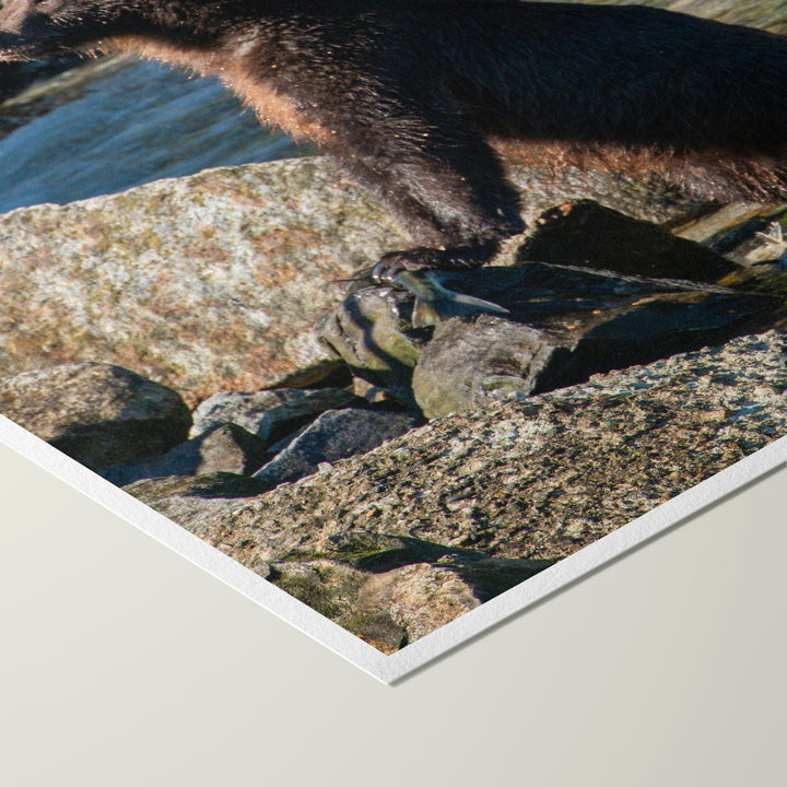 Nice catch - Hahnemühle Photo Rag Print