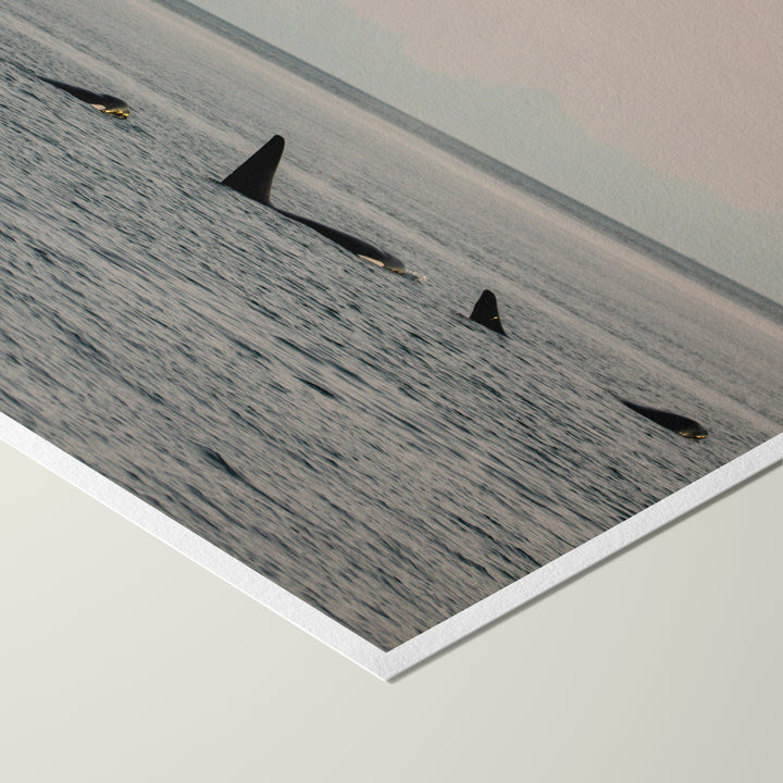 Killer whales in the golden hour - Hahnemühle Photo Rag Print