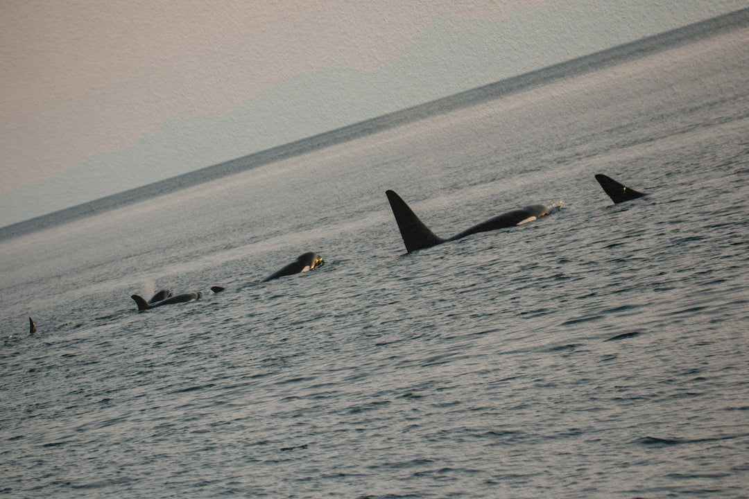Orcas en la hora dorada - Hahnemühle Photo Rag Print