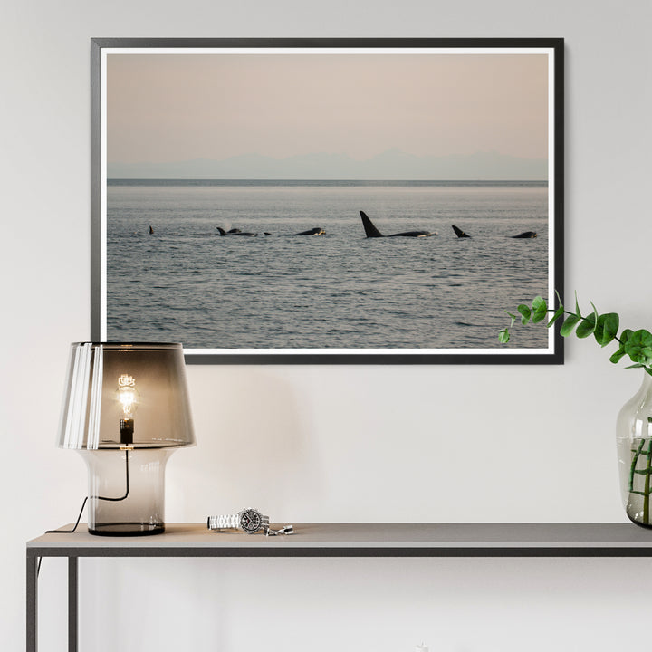 Killer whales in the golden hour - Photo Art Print