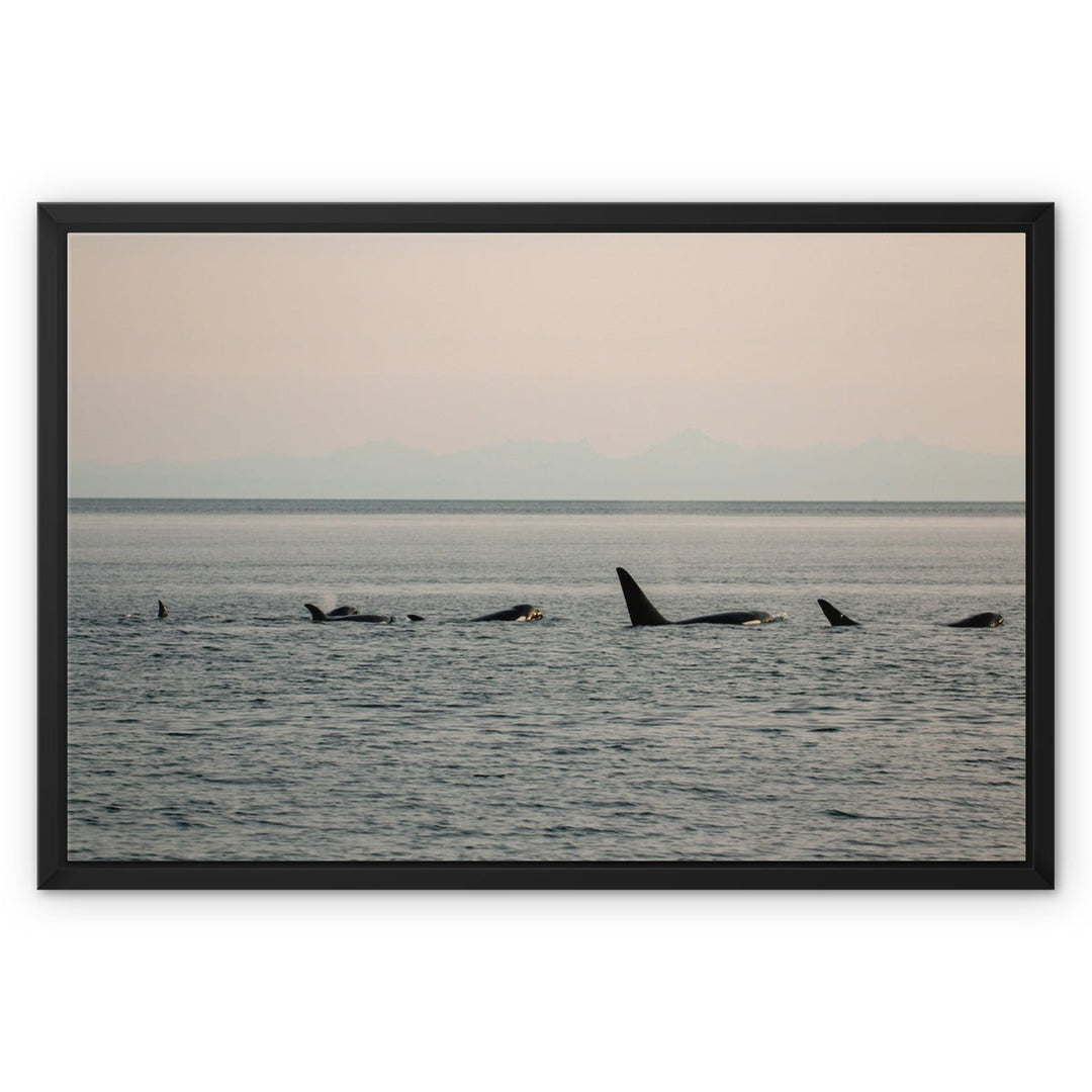 Killer whales in the golden hour - Framed Canvas