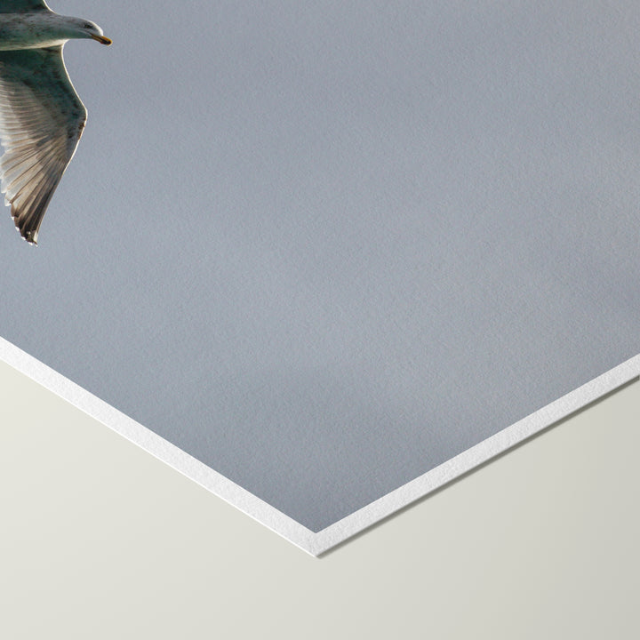 Мирное предложение - Hahnemühle Photo Rag Print