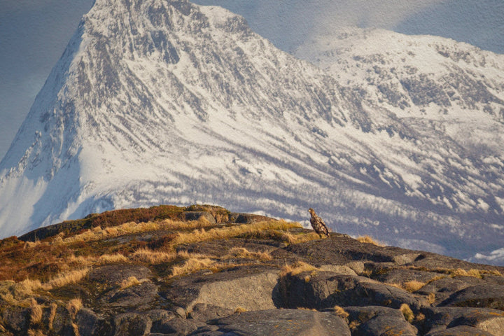 Ein Seeadler im arktischen Frühling – Hahnemühle Photo Rag Print