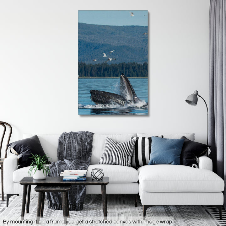 Humpback whales bubblenet feeding VI - Rolled Canvas