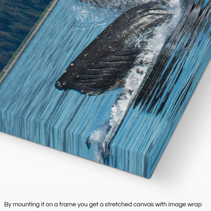 Humpback whales bubblenet feeding VI - Rolled Canvas