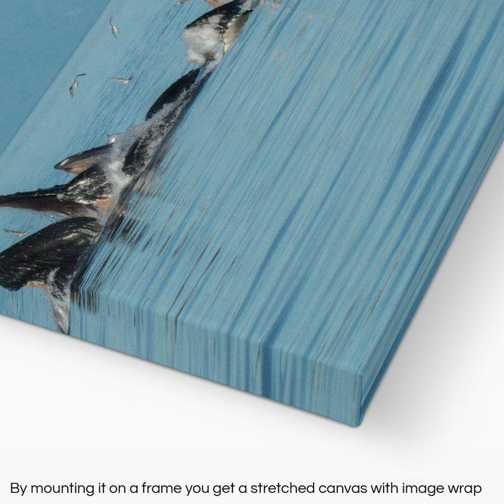 Humpback whales bubblenet feeding XIV - Rolled Canvas