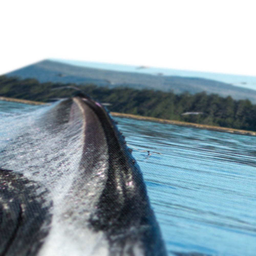 Humpback whales bubblenet feeding XII - Canvas