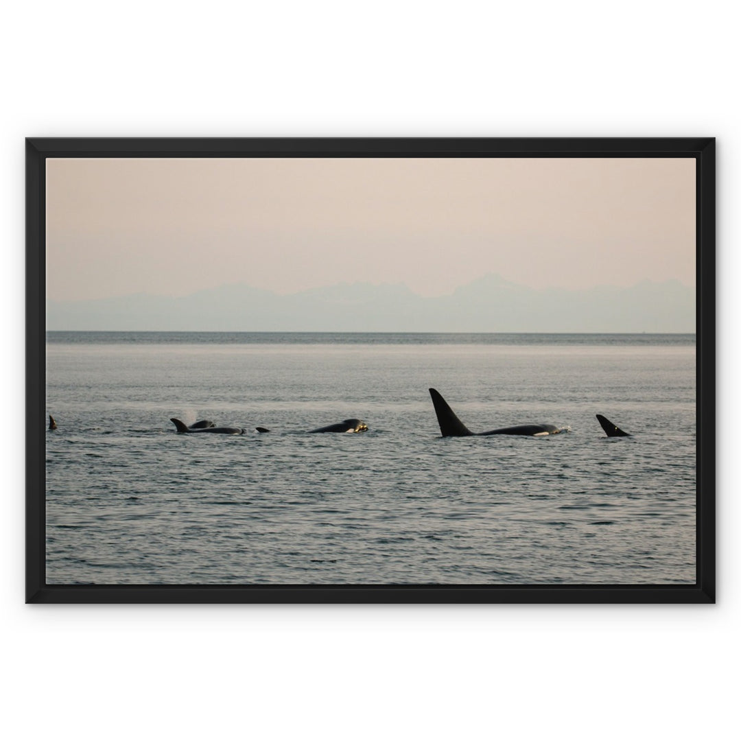 Killer whales in the golden hour - Framed Canvas