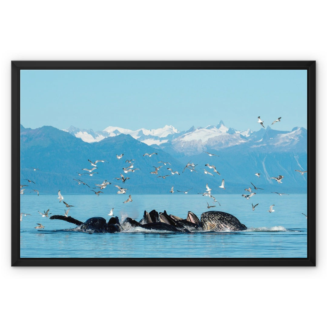 Humpback whales bubblenet feeding VIII - Framed Canvas