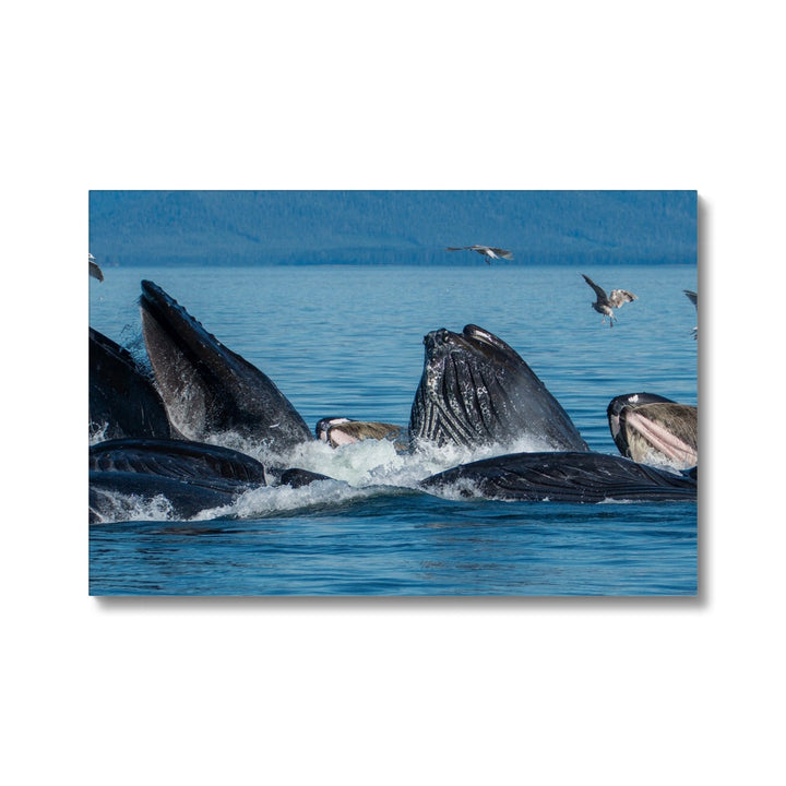 Buckelwale beim Fressen mit Blasennetzen III – Leinwand