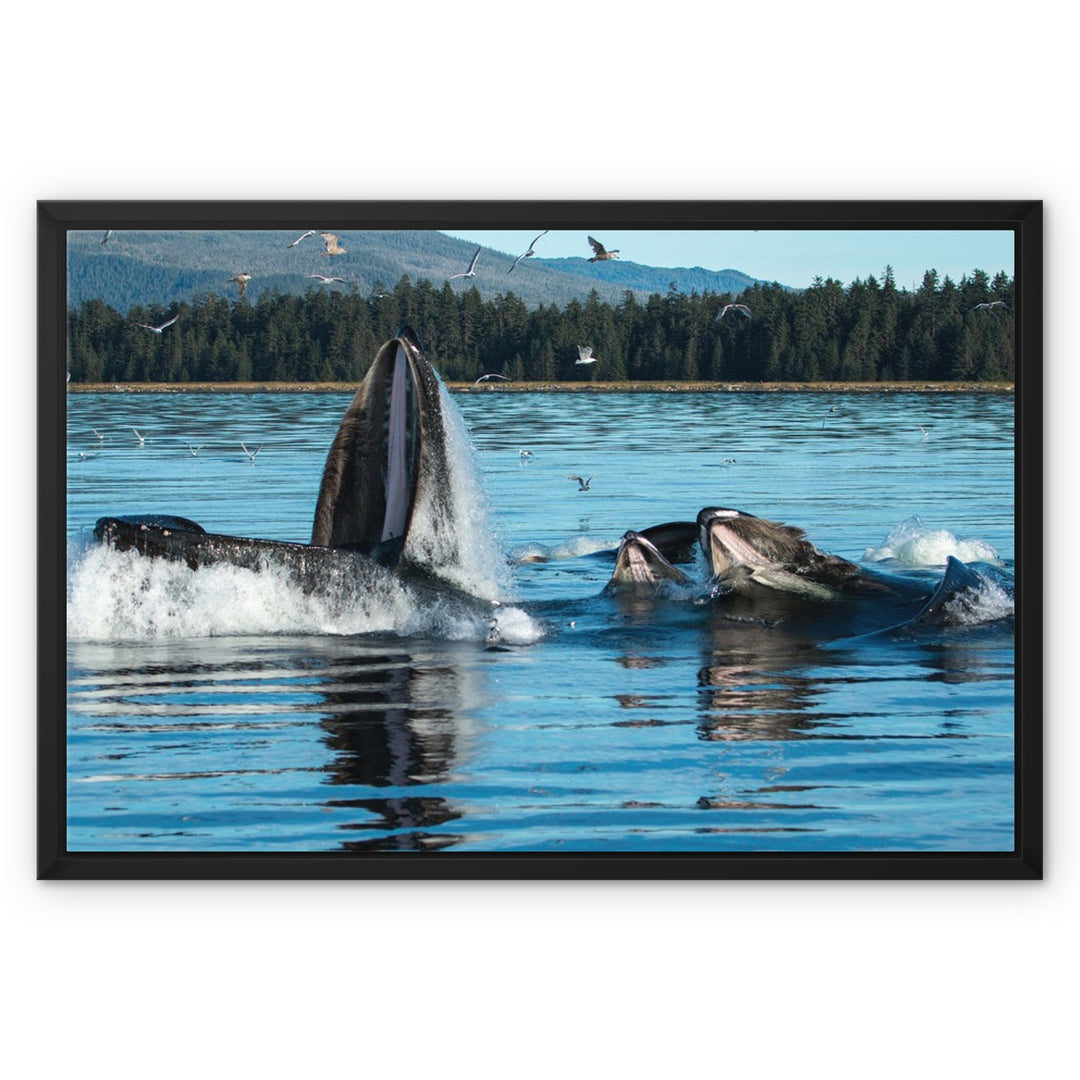 Humpback whales bubblenet feeding X - Framed Canvas