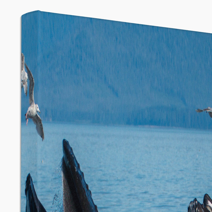 Buckelwale beim Fressen mit Blasennetzen III – Leinwand