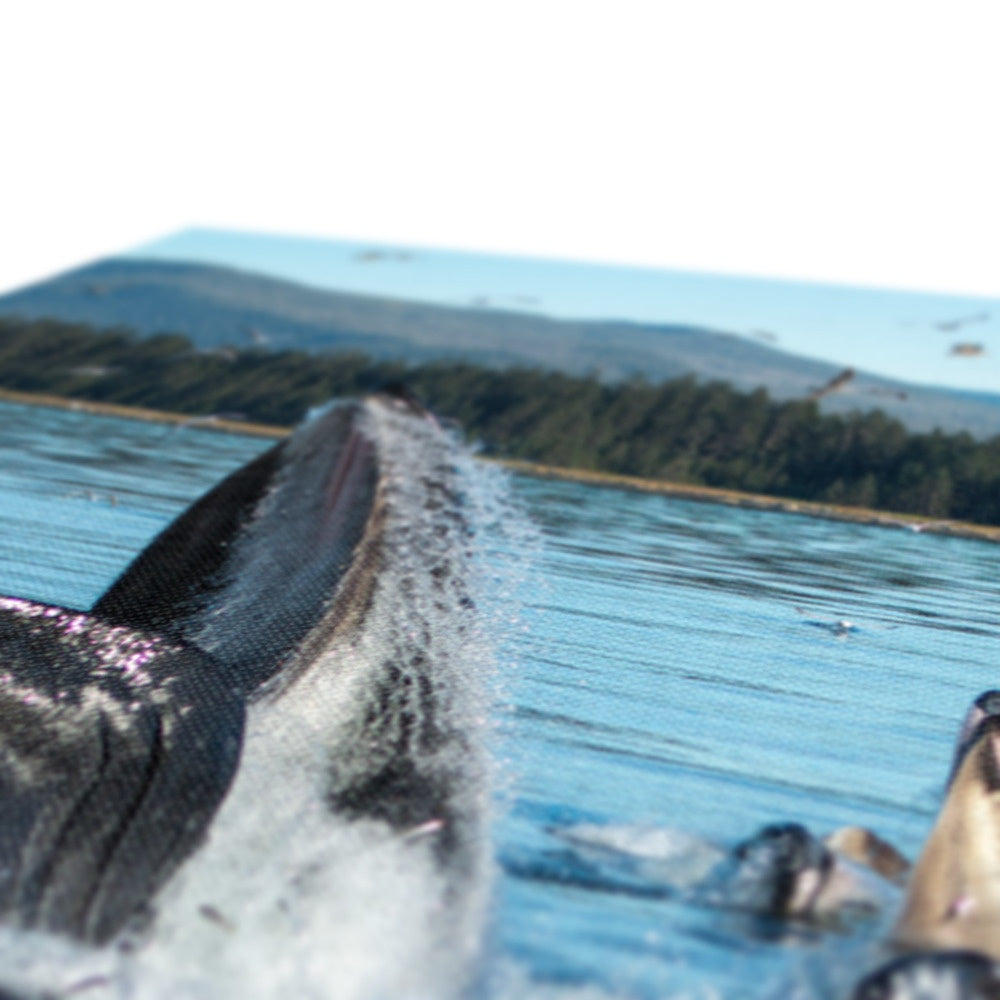 Alimentación con red de burbujas para ballenas jorobadas XI - Lienzo