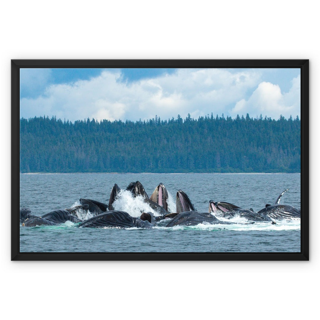 Humpback whales bubblenet feeding XVIII - Framed Canvas